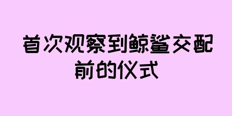 首次观察到鲸鲨交配前的仪式