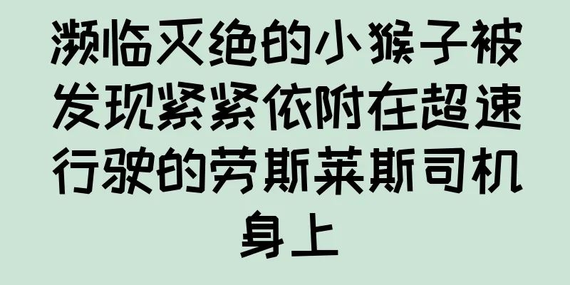 濒临灭绝的小猴子被发现紧紧依附在超速行驶的劳斯莱斯司机身上