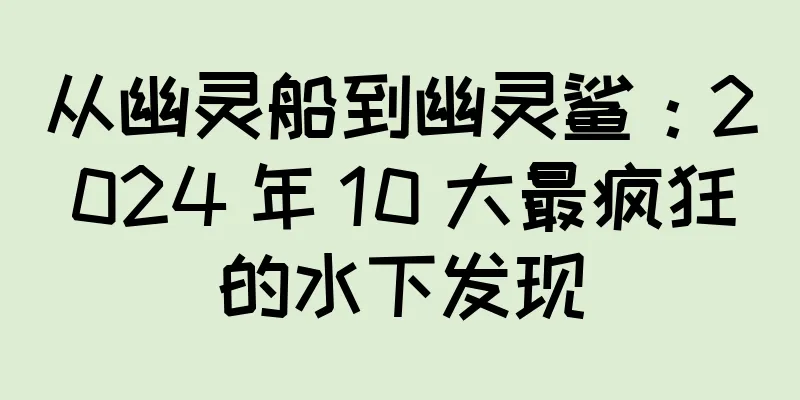 从幽灵船到幽灵鲨：2024 年 10 大最疯狂的水下发现