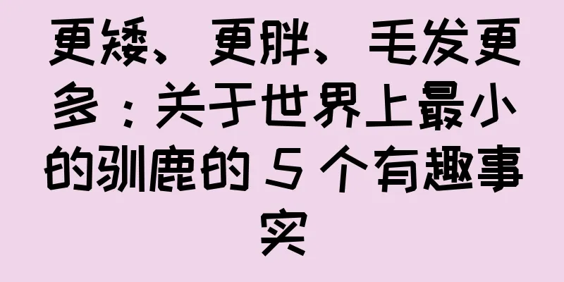更矮、更胖、毛发更多：关于世界上最小的驯鹿的 5 个有趣事实