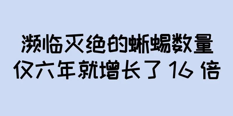 濒临灭绝的蜥蜴数量仅六年就增长了 16 倍