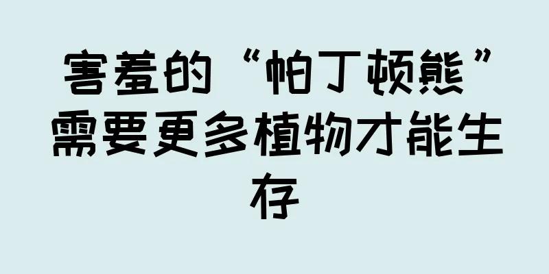 害羞的“帕丁顿熊”需要更多植物才能生存