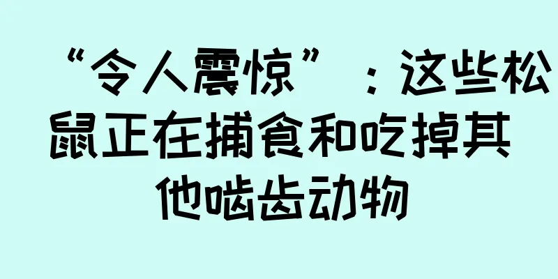 “令人震惊”：这些松鼠正在捕食和吃掉其他啮齿动物