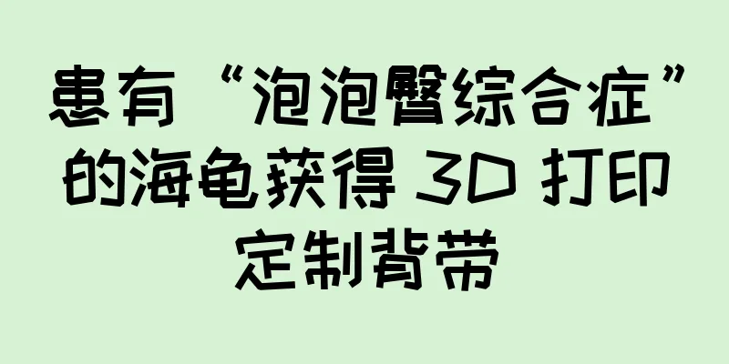 患有“泡泡臀综合症”的海龟获得 3D 打印定制背带
