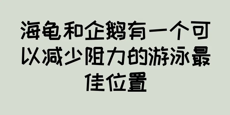 海龟和企鹅有一个可以减少阻力的游泳最佳位置