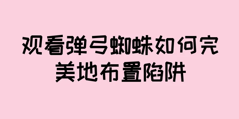 观看弹弓蜘蛛如何完美地布置陷阱