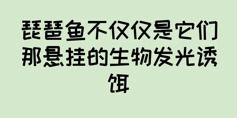 琵琶鱼不仅仅是它们那悬挂的生物发光诱饵