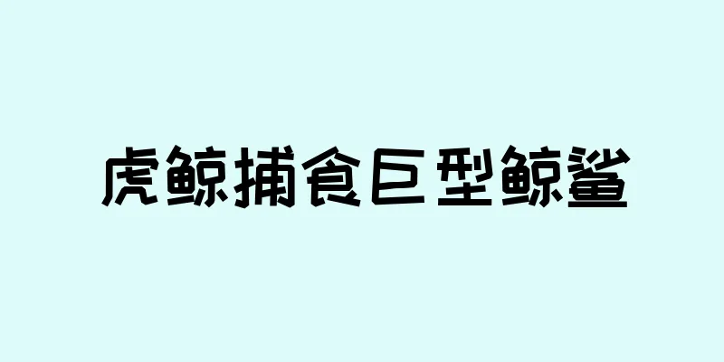 虎鲸捕食巨型鲸鲨