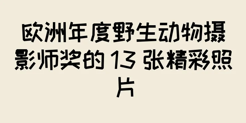 欧洲年度野生动物摄影师奖的 13 张精彩照片