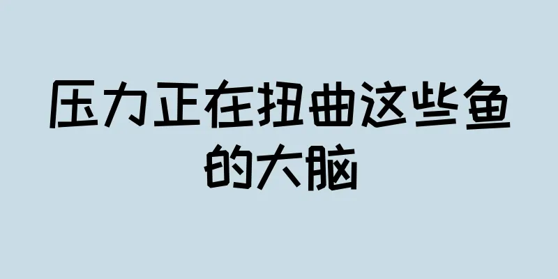 压力正在扭曲这些鱼的大脑