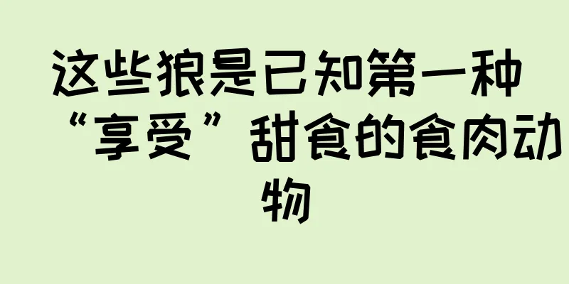 这些狼是已知第一种“享受”甜食的食肉动物
