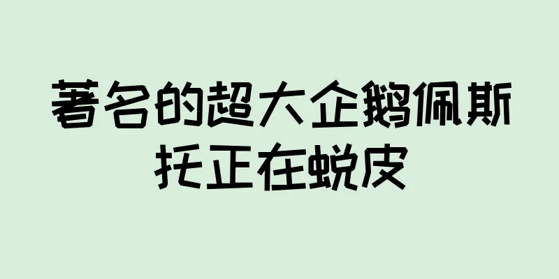 著名的超大企鹅佩斯托正在蜕皮