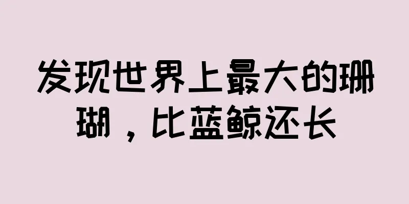 发现世界上最大的珊瑚，比蓝鲸还长
