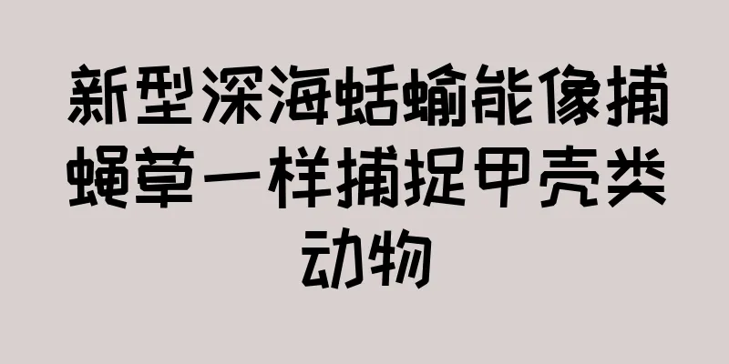 新型深海蛞蝓能像捕蝇草一样捕捉甲壳类动物