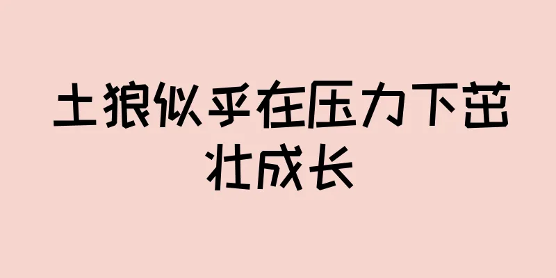 土狼似乎在压力下茁壮成长