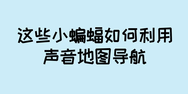 这些小蝙蝠如何利用声音地图导航