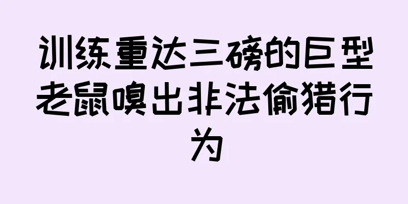 训练重达三磅的巨型老鼠嗅出非法偷猎行为