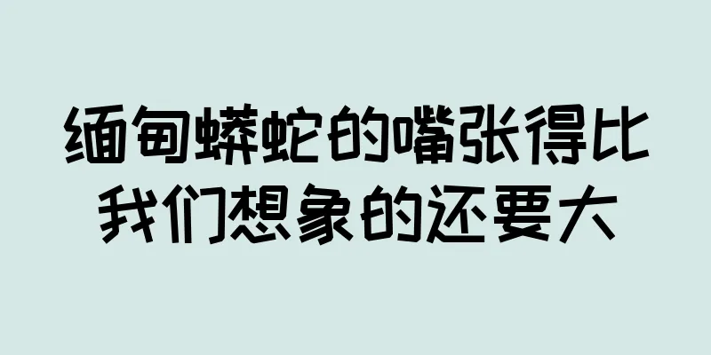 缅甸蟒蛇的嘴张得比我们想象的还要大