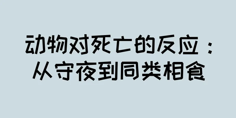 动物对死亡的反应：从守夜到同类相食