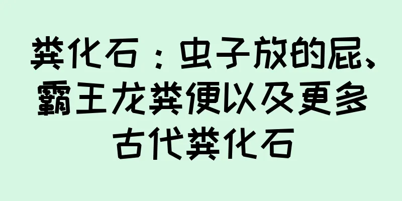 粪化石：虫子放的屁、霸王龙粪便以及更多古代粪化石