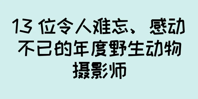 13 位令人难忘、感动不已的年度野生动物摄影师
