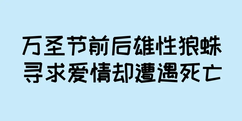 万圣节前后雄性狼蛛寻求爱情却遭遇死亡