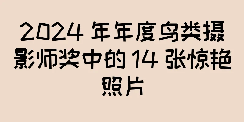 2024 年年度鸟类摄影师奖中的 14 张惊艳照片