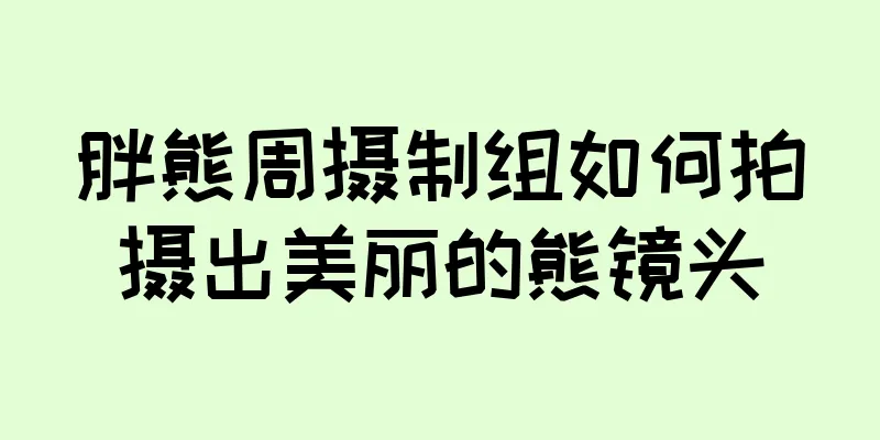 胖熊周摄制组如何拍摄出美丽的熊镜头