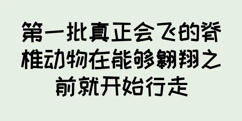 第一批真正会飞的脊椎动物在能够翱翔之前就开始行走