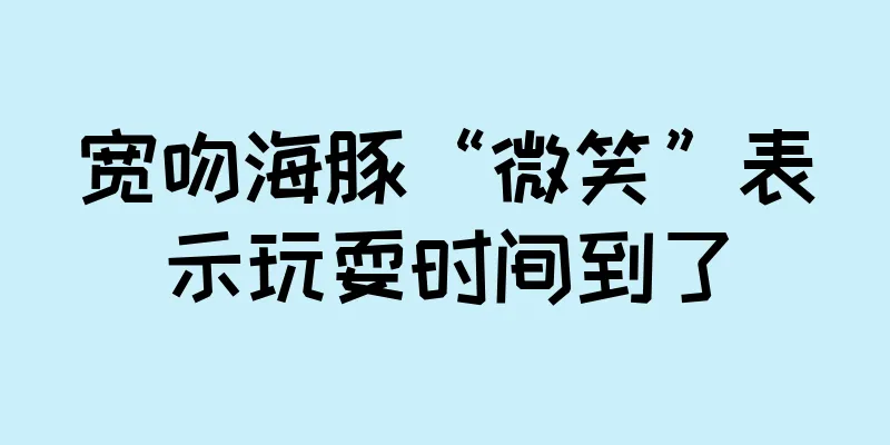 宽吻海豚“微笑”表示玩耍时间到了