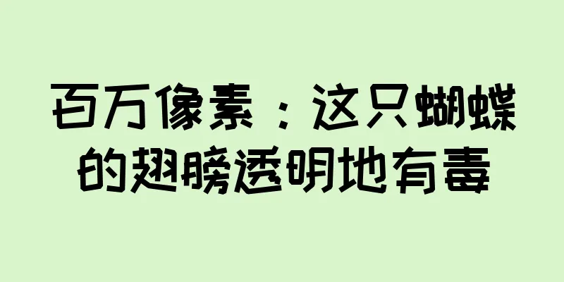 百万像素：这只蝴蝶的翅膀透明地有毒