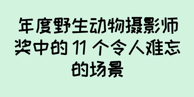 年度野生动物摄影师奖中的 11 个令人难忘的场景