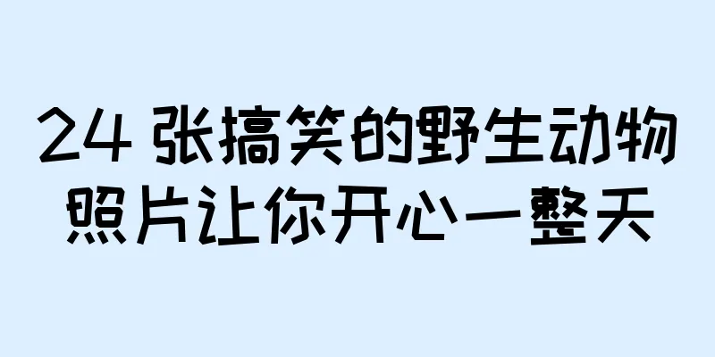 24 张搞笑的野生动物照片让你开心一整天