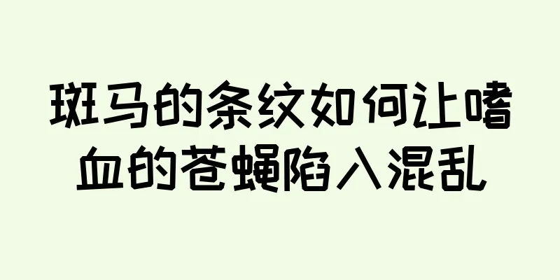 斑马的条纹如何让嗜血的苍蝇陷入混乱