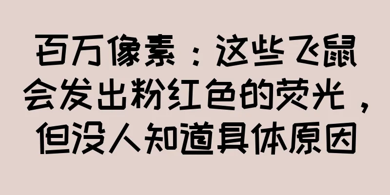 百万像素：这些飞鼠会发出粉红色的荧光，但没人知道具体原因
