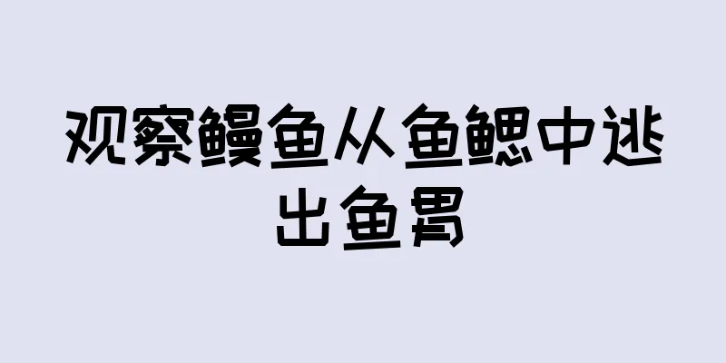 观察鳗鱼从鱼鳃中逃出鱼胃