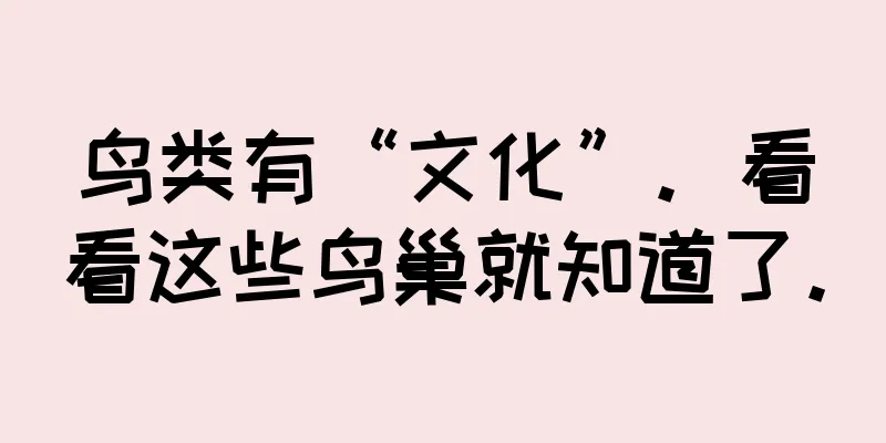 鸟类有“文化”。看看这些鸟巢就知道了。