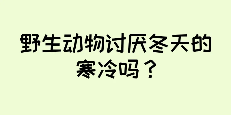 野生动物讨厌冬天的寒冷吗？