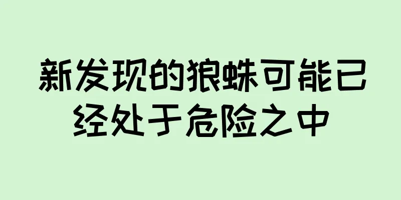 新发现的狼蛛可能已经处于危险之中