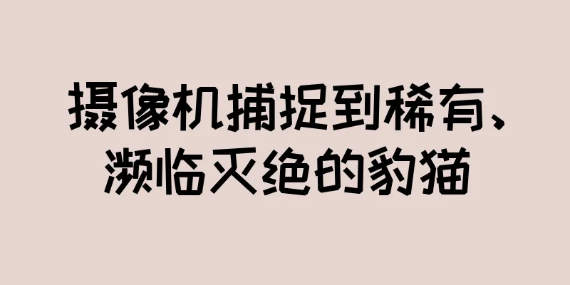 摄像机捕捉到稀有、濒临灭绝的豹猫
