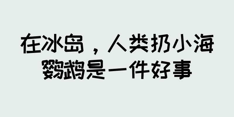 在冰岛，人类扔小海鹦鹉是一件好事