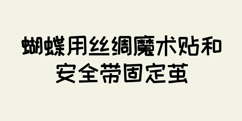 蝴蝶用丝绸魔术贴和安全带固定茧
