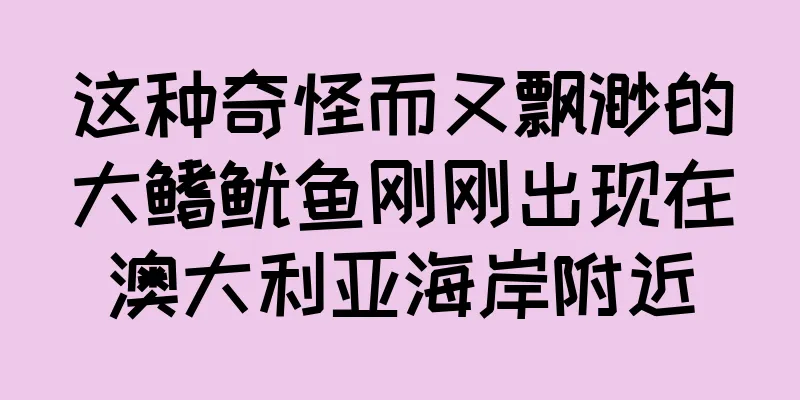 这种奇怪而又飘渺的大鳍鱿鱼刚刚出现在澳大利亚海岸附近