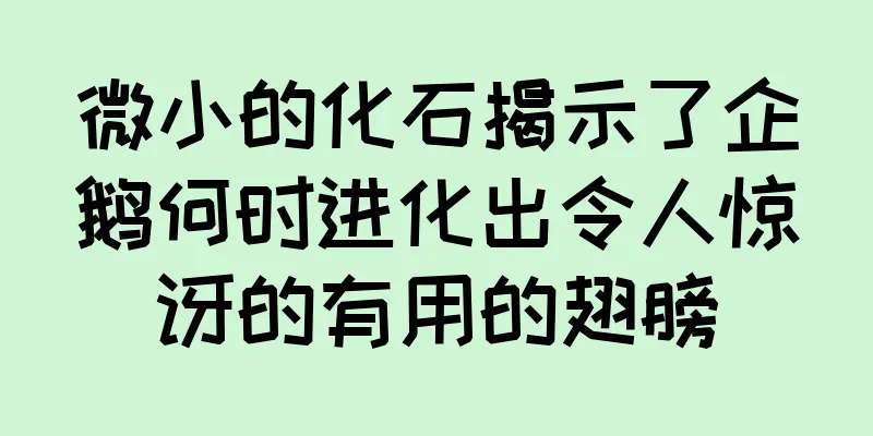 微小的化石揭示了企鹅何时进化出令人惊讶的有用的翅膀
