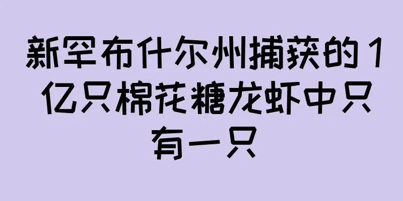 新罕布什尔州捕获的 1 亿只棉花糖龙虾中只有一只