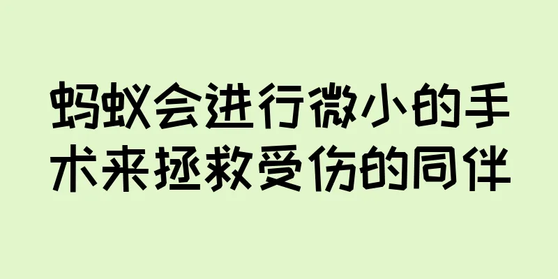 蚂蚁会进行微小的手术来拯救受伤的同伴
