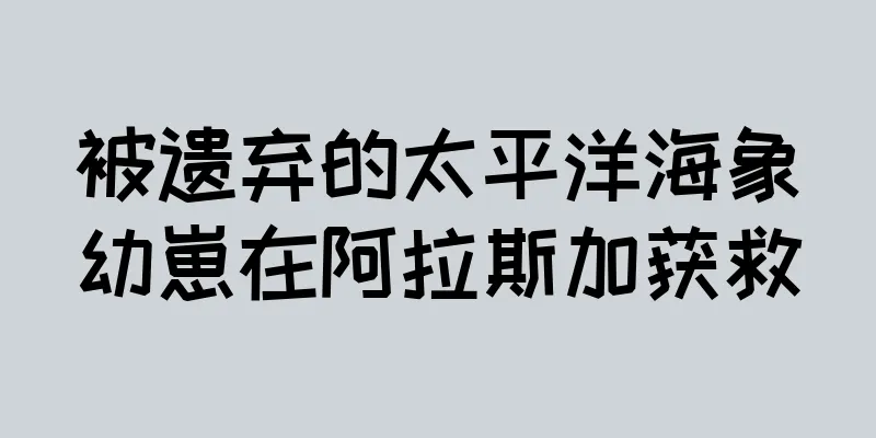 被遗弃的太平洋海象幼崽在阿拉斯加获救