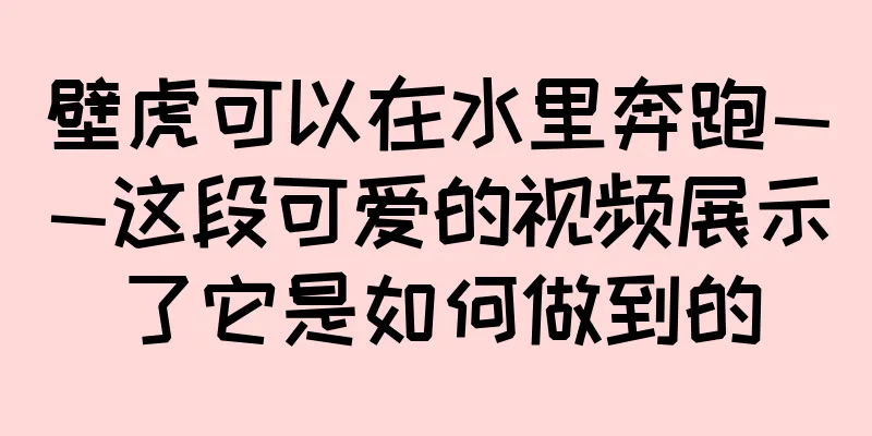 壁虎可以在水里奔跑——这段可爱的视频展示了它是如何做到的