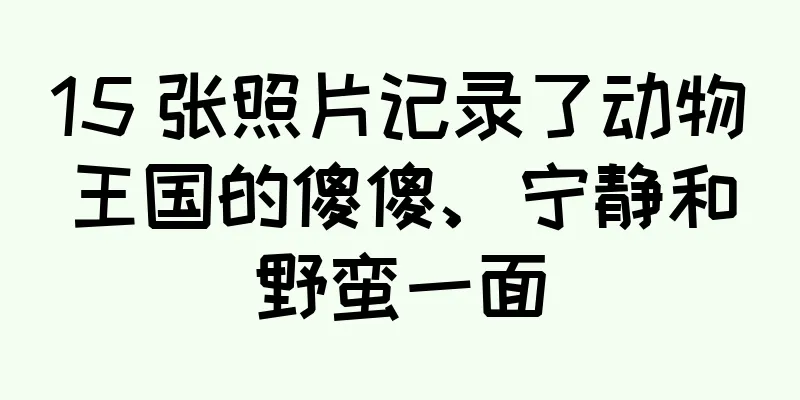 15 张照片记录了动物王国的傻傻、宁静和野蛮一面