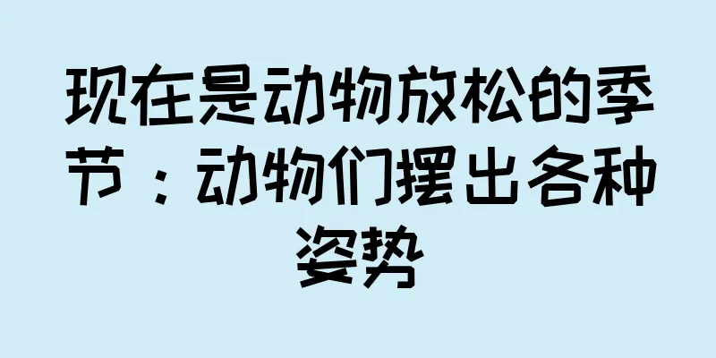 现在是动物放松的季节：动物们摆出各种姿势
